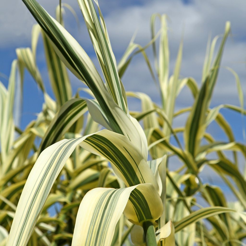 Arundo donax Ely - Canne de Provence