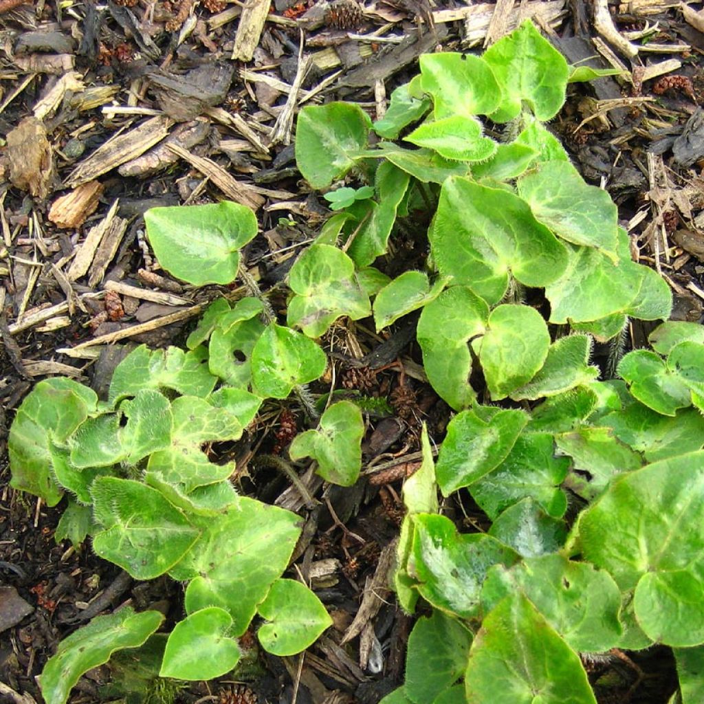 Asarum pulchellum - Wild Ginger