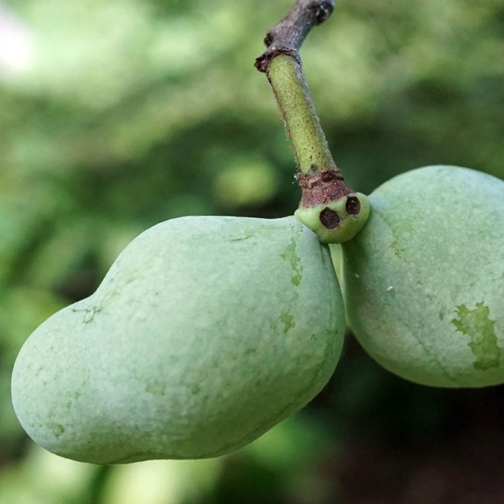 Asimina triloba Overleese - Pawpaw