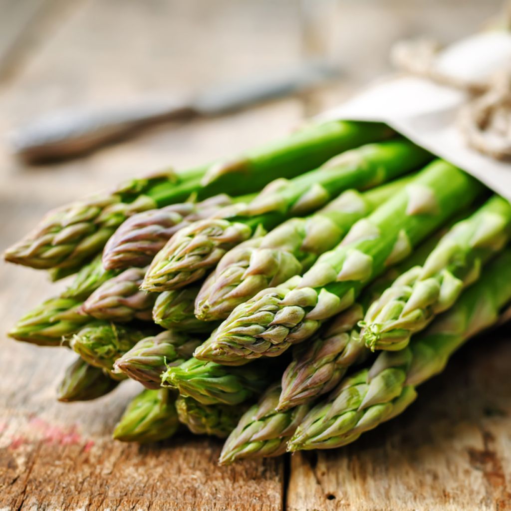 Voltaire Asparagus crowns - Asparagus officinalis