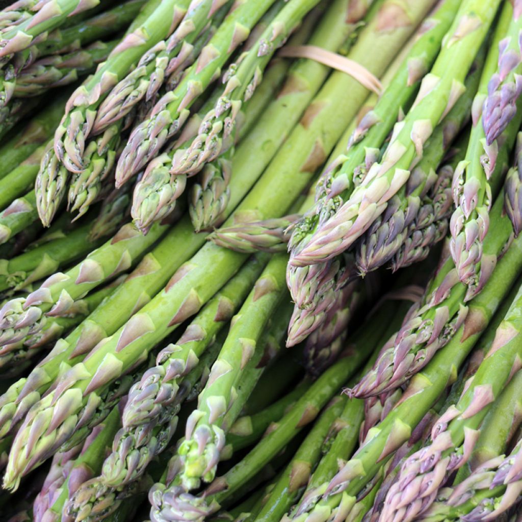 Lima Green asparagus crowns - Asparagus officinalis