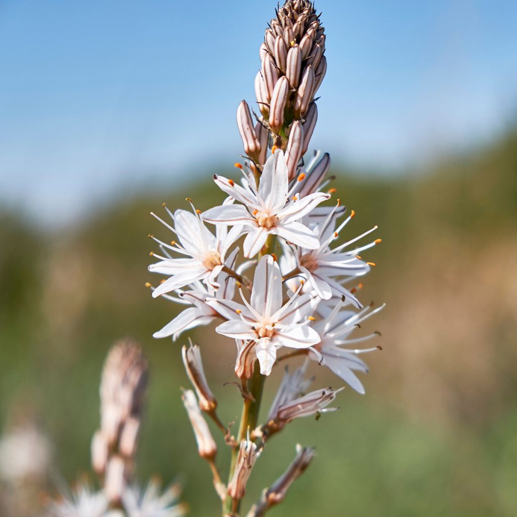 Asphodelus albus