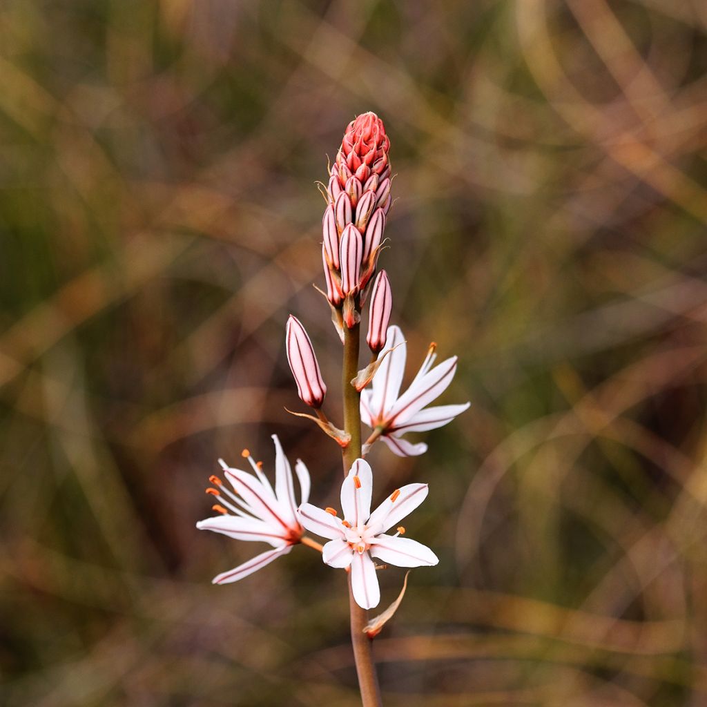 Asphodelus albus