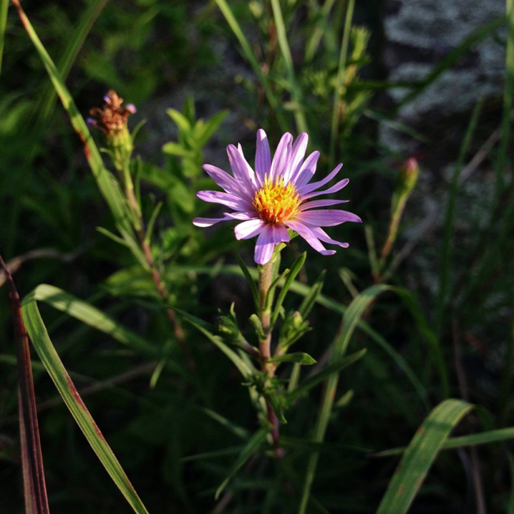 Ionactis linariifolia - Aster