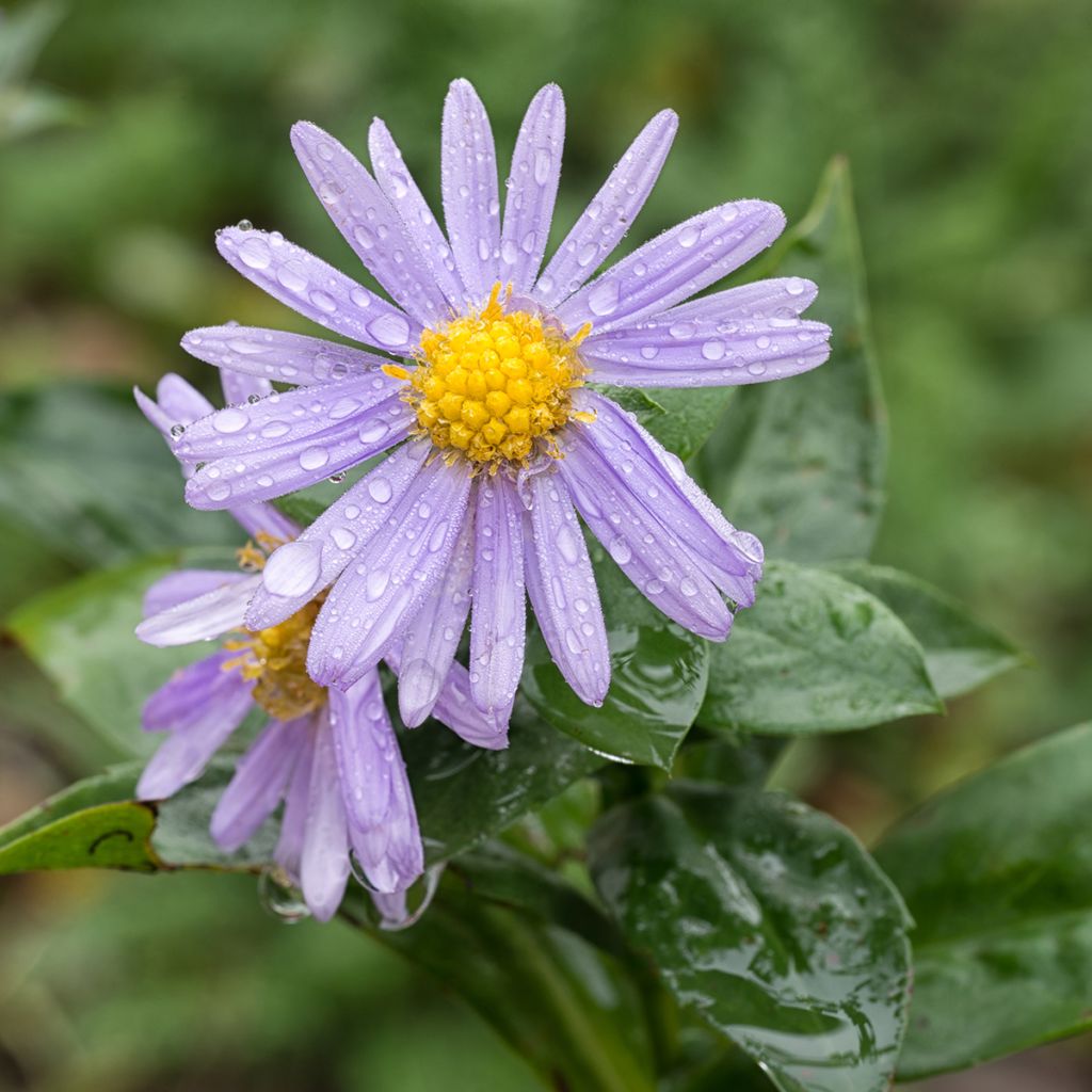 Aster amellus Peach Blossom - European Michaelmas-daisy