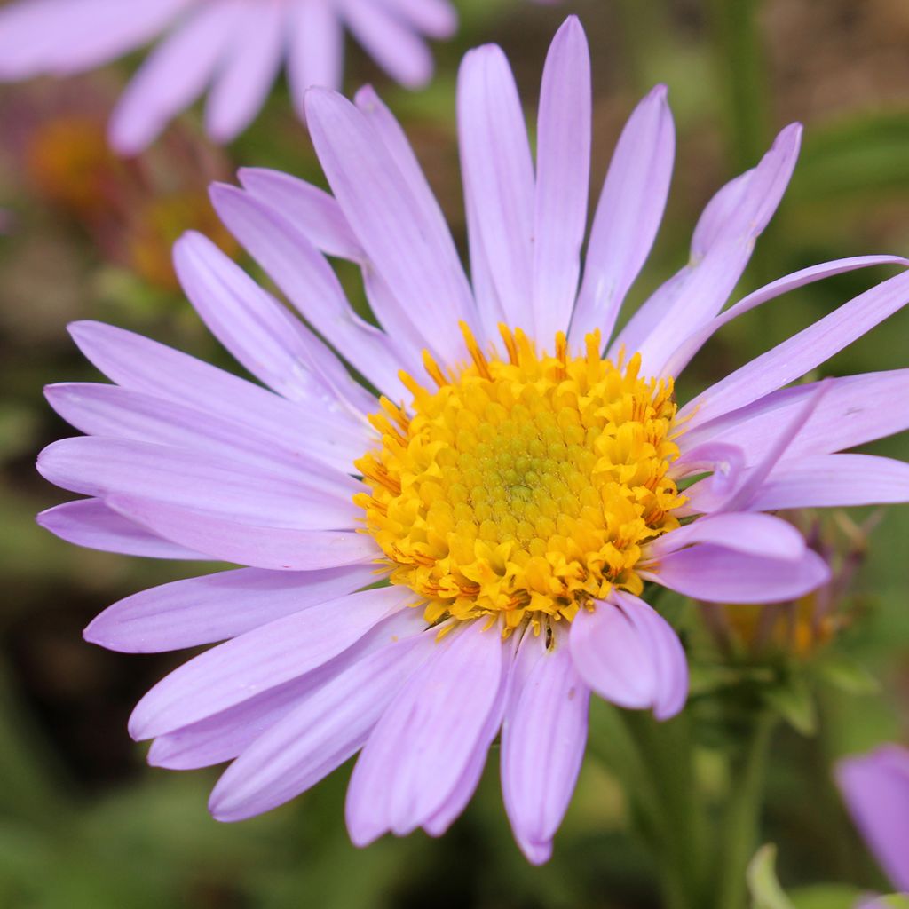 Aster amellus Peach Blossom - European Michaelmas-daisy