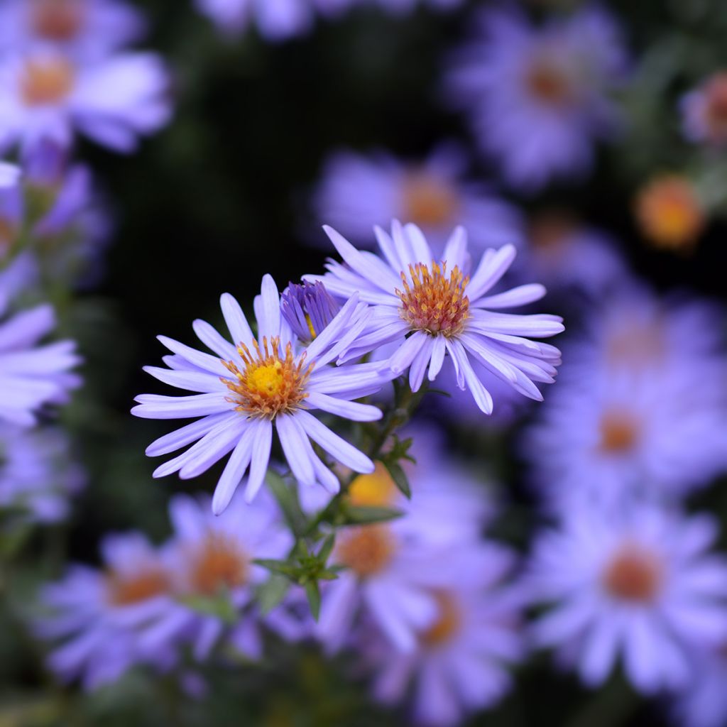 Aster dumosus Professor Anton Kippenberg