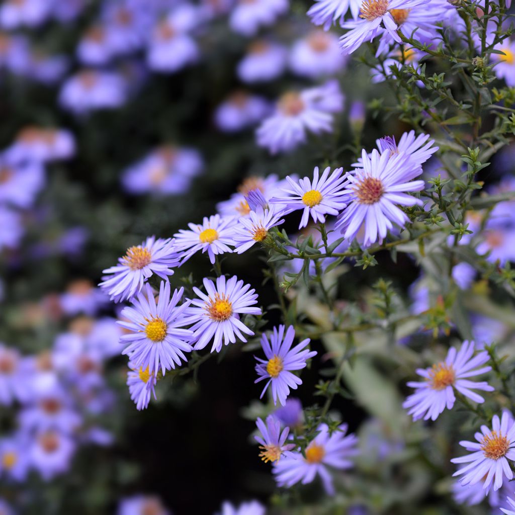 Aster dumosus Professor Anton Kippenberg