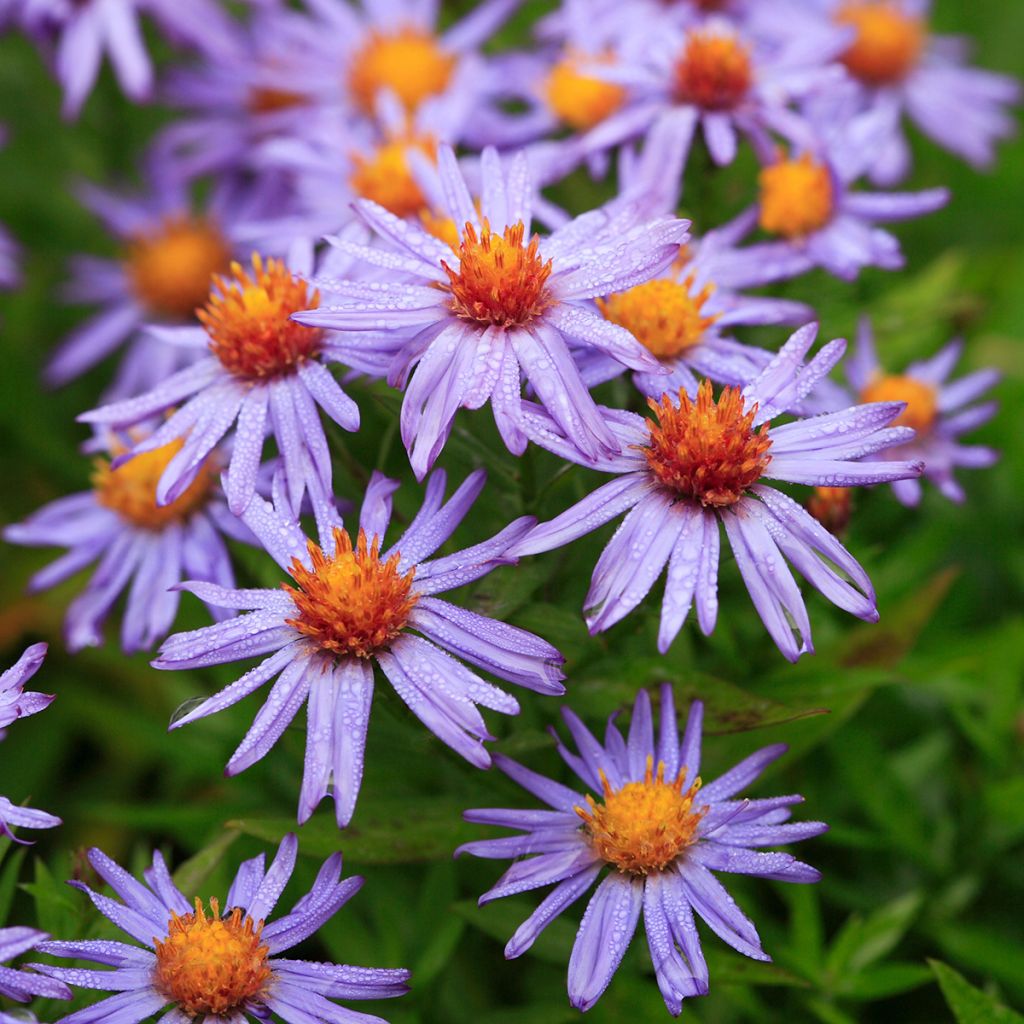 Aster dumosus Professor Anton Kippenberg