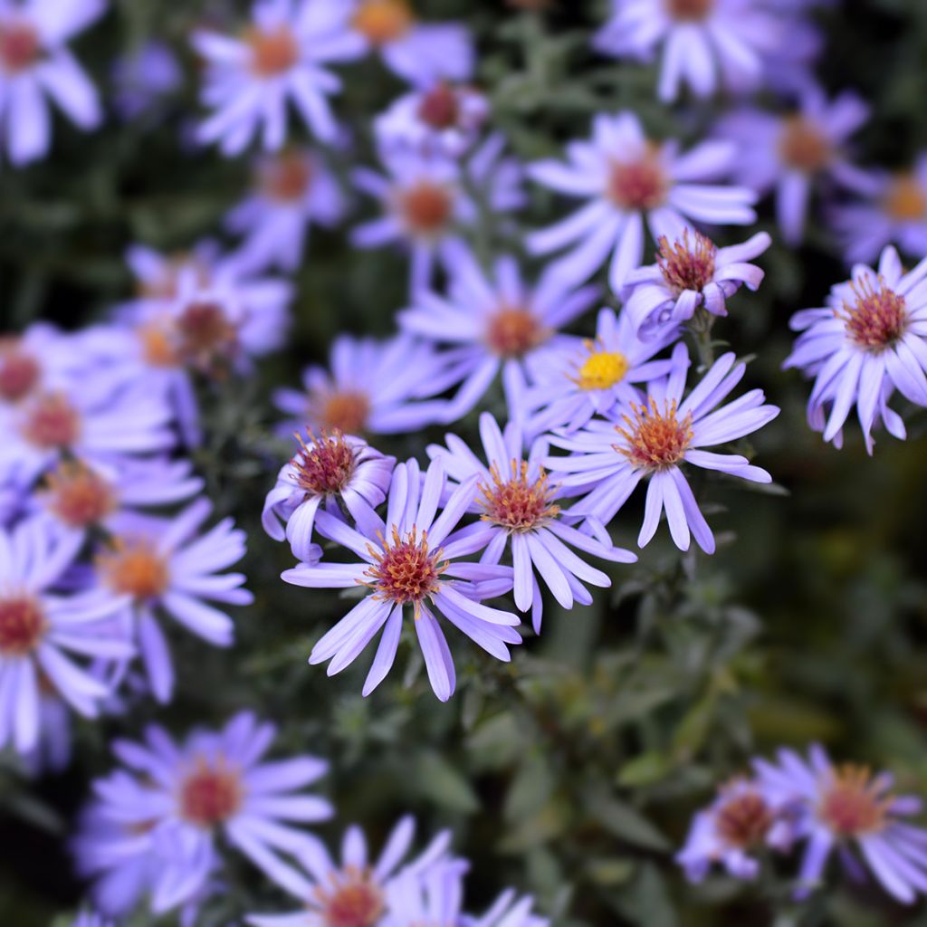 Aster dumosus Professor Anton Kippenberg