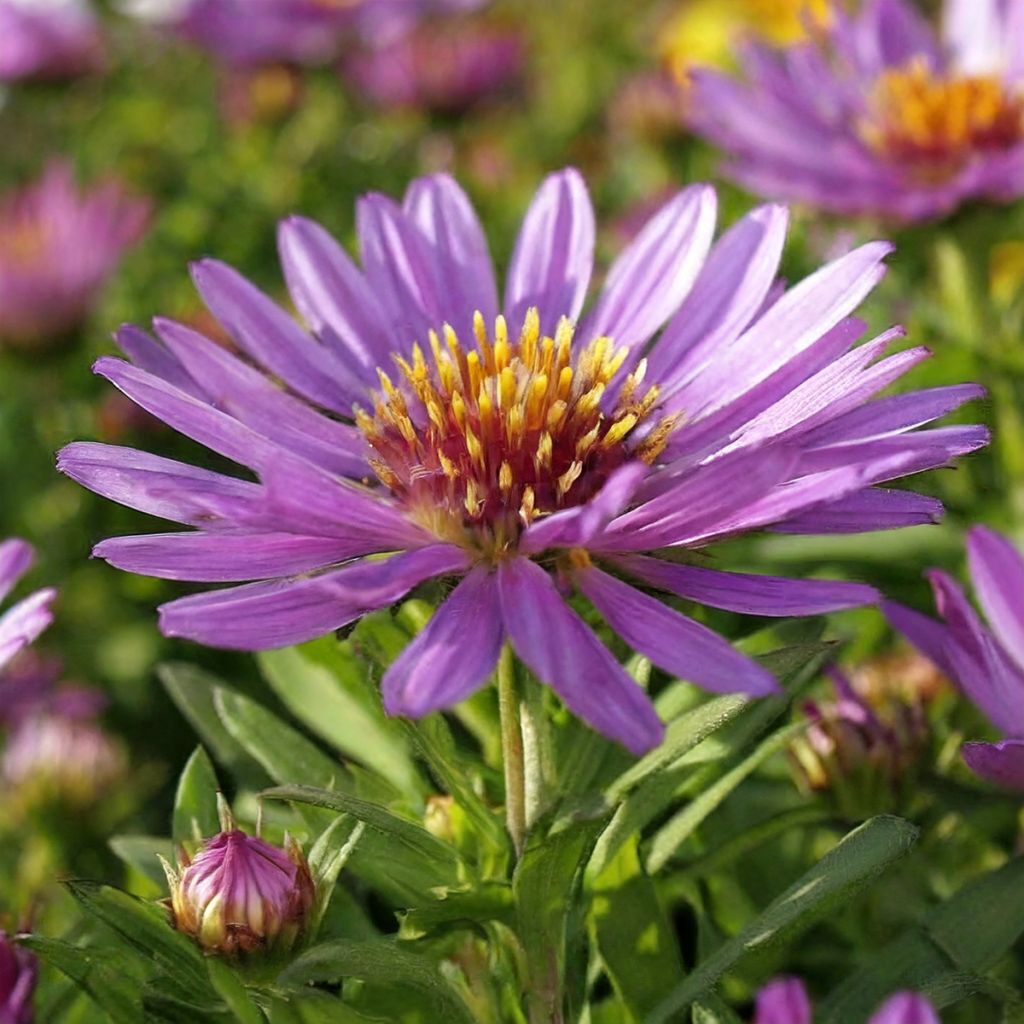 Aster novi-belgii Wood's Purple - New York Aster