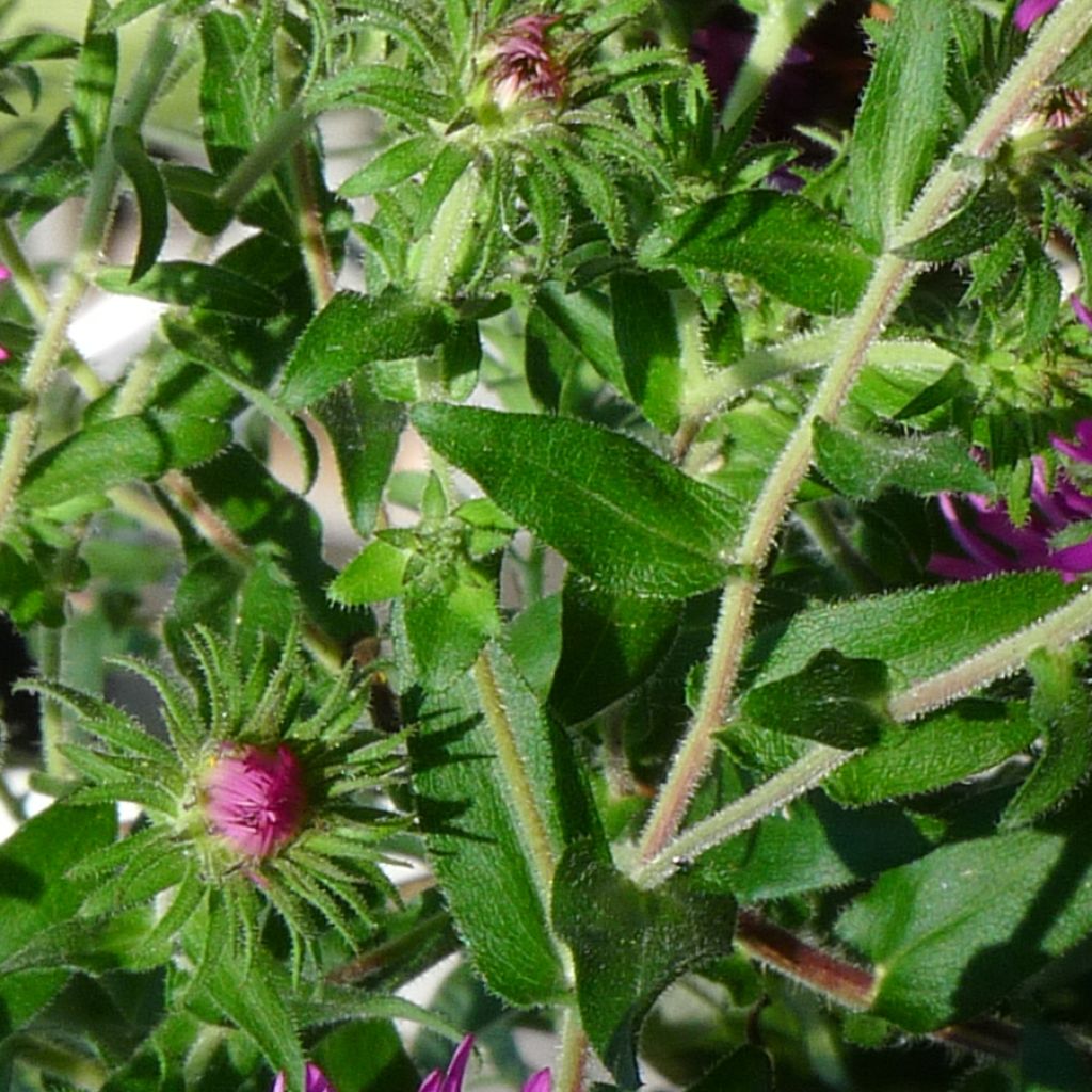 Aster novae-angliae Constanz