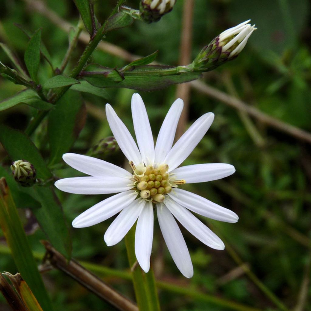 Eurybia schreberi - Schreber's aster