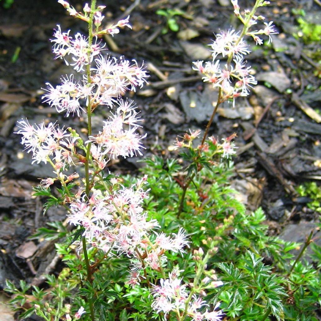 Astilbe Saxosa - Smooth rock astilbe