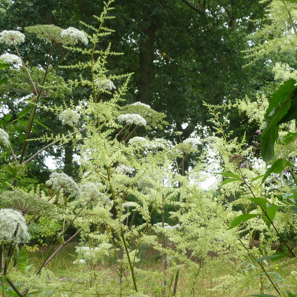 Astilbe rivularis - False Spirea