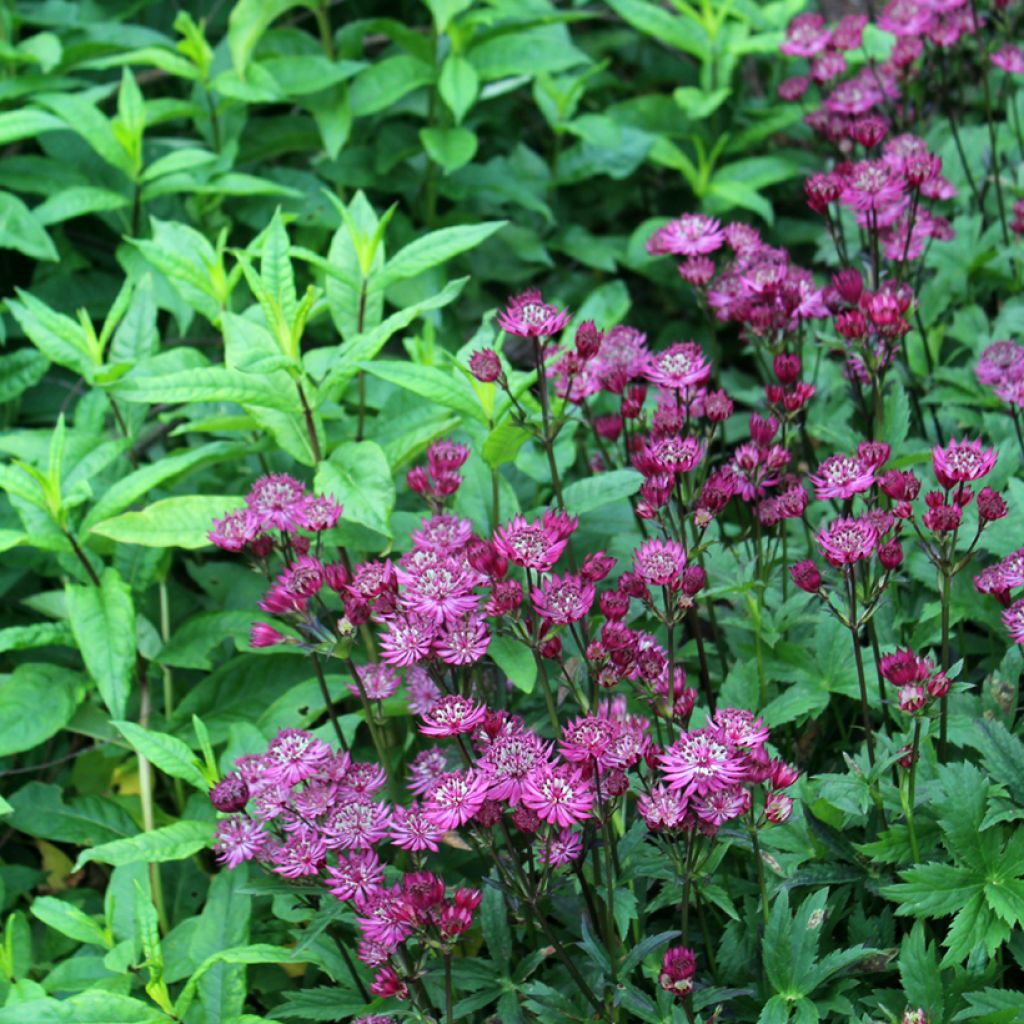 Astrantia major Ruby Wedding - Masterwort