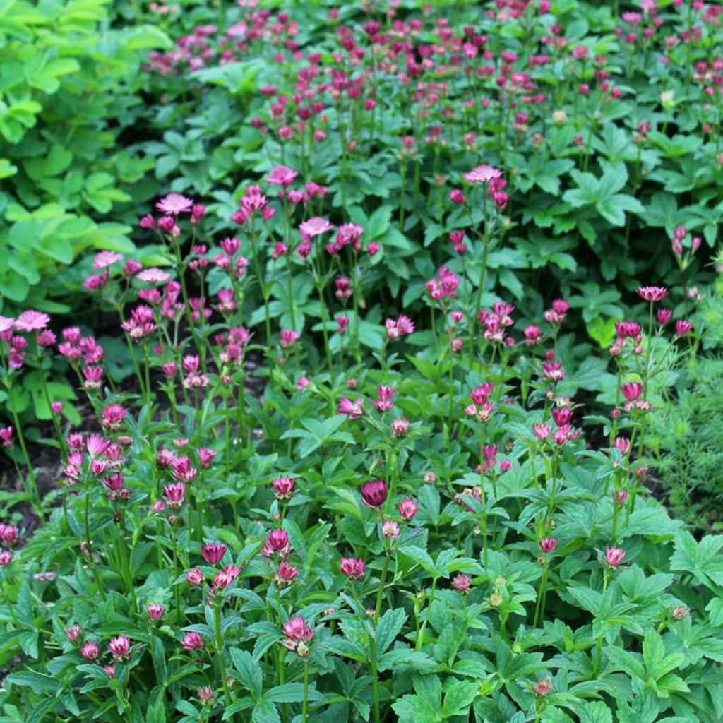 Astrantia major Venice - Masterwort