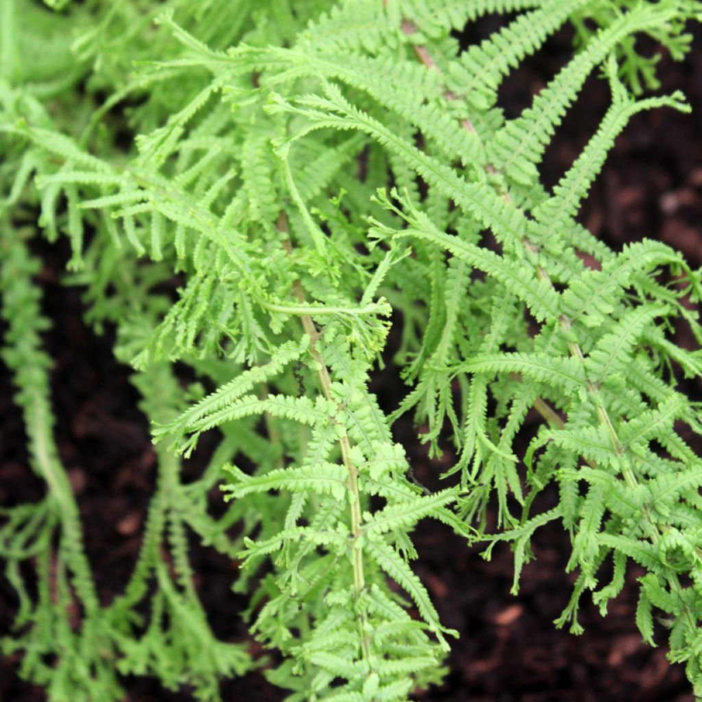 Athyrium filix-femina Victoriae - Lady Fern