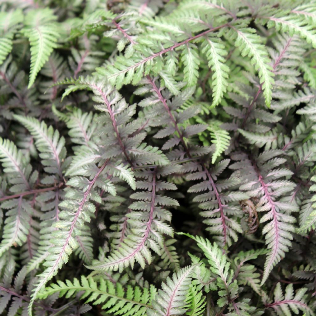 Athyrium niponicum var. pictum Red Beauty - Painted Fern