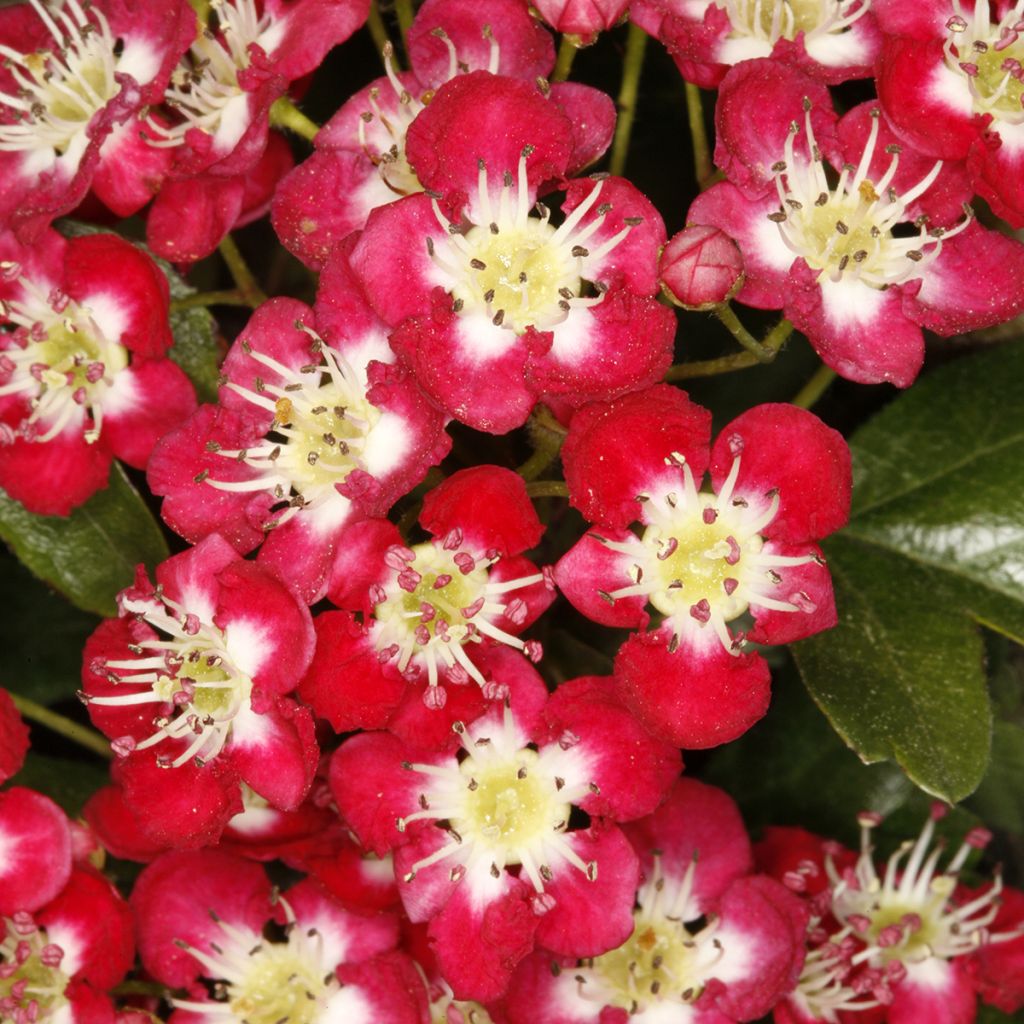 Crataegus laevigata Crimson Cloud - Hawthorn