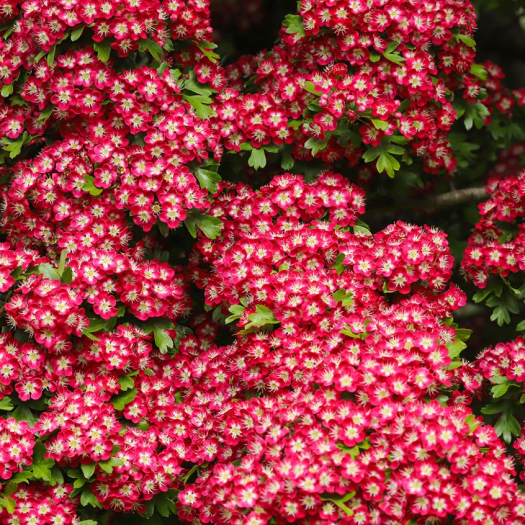 Crataegus laevigata Crimson Cloud - Hawthorn