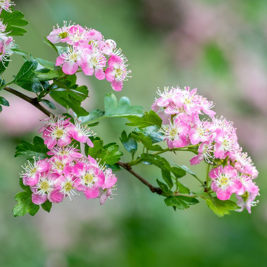 Crataegus Princesse Sturdza - Midland Hawthorn