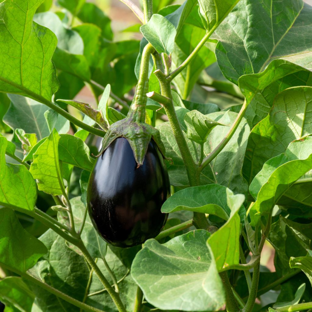 Aubergine Grafted Bonica F1 Plants