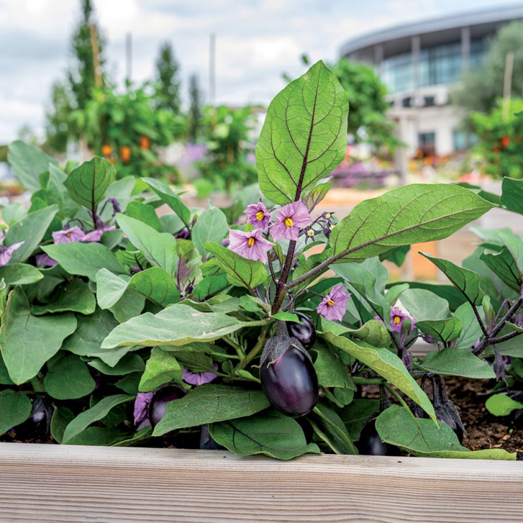 Aubergine Patio Baby F1plants