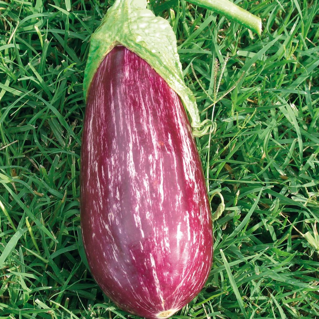 Aubergine Rania F1 in GRAFTED seedlings