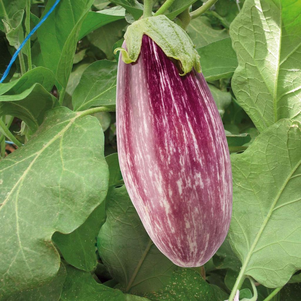 Aubergine Rania F1 in GRAFTED seedlings