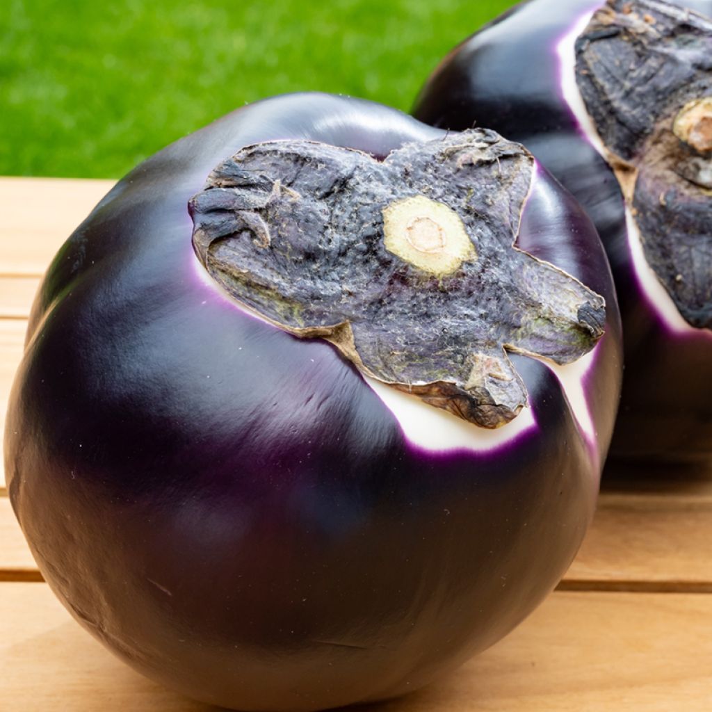 Aubergine Violetta Di Firenze - Ferme de Sainte Marthe seeds