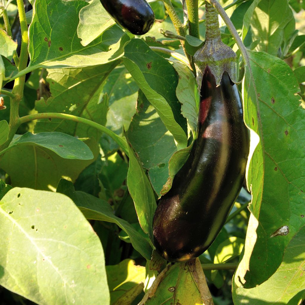 Aubergine de Barbentane - Vilmorin Seeds