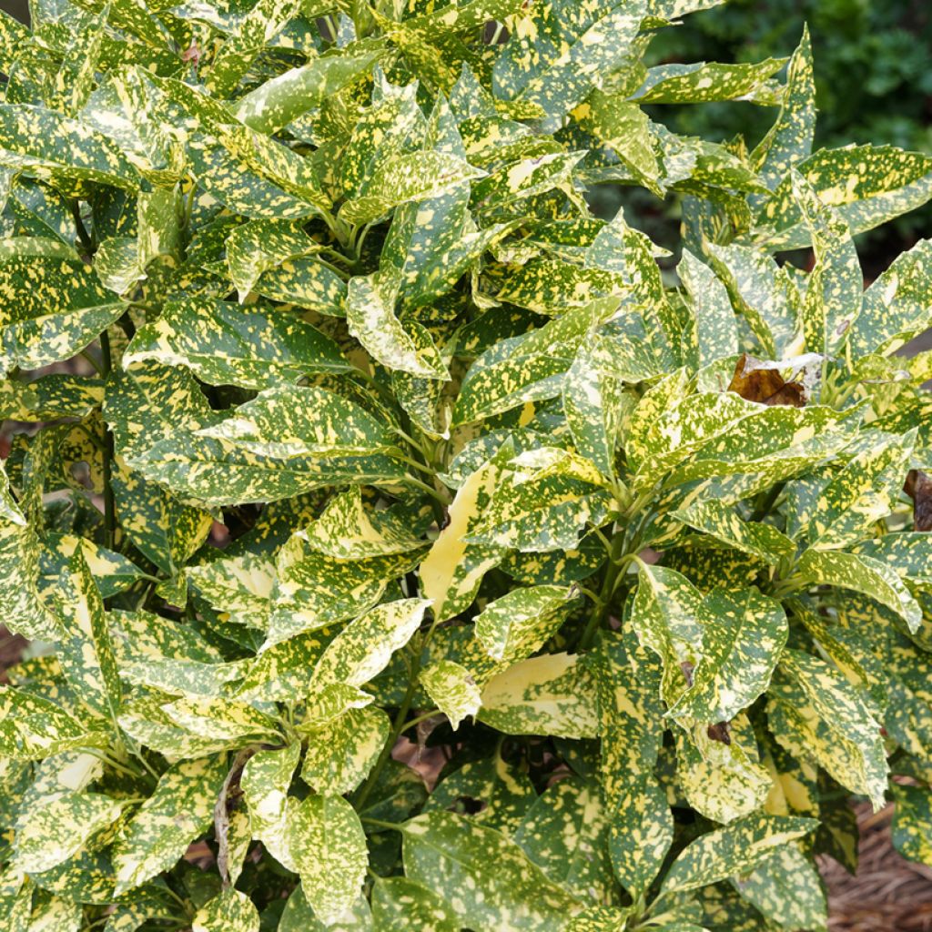 Aucuba japonica Golden King- Spotted Laurel