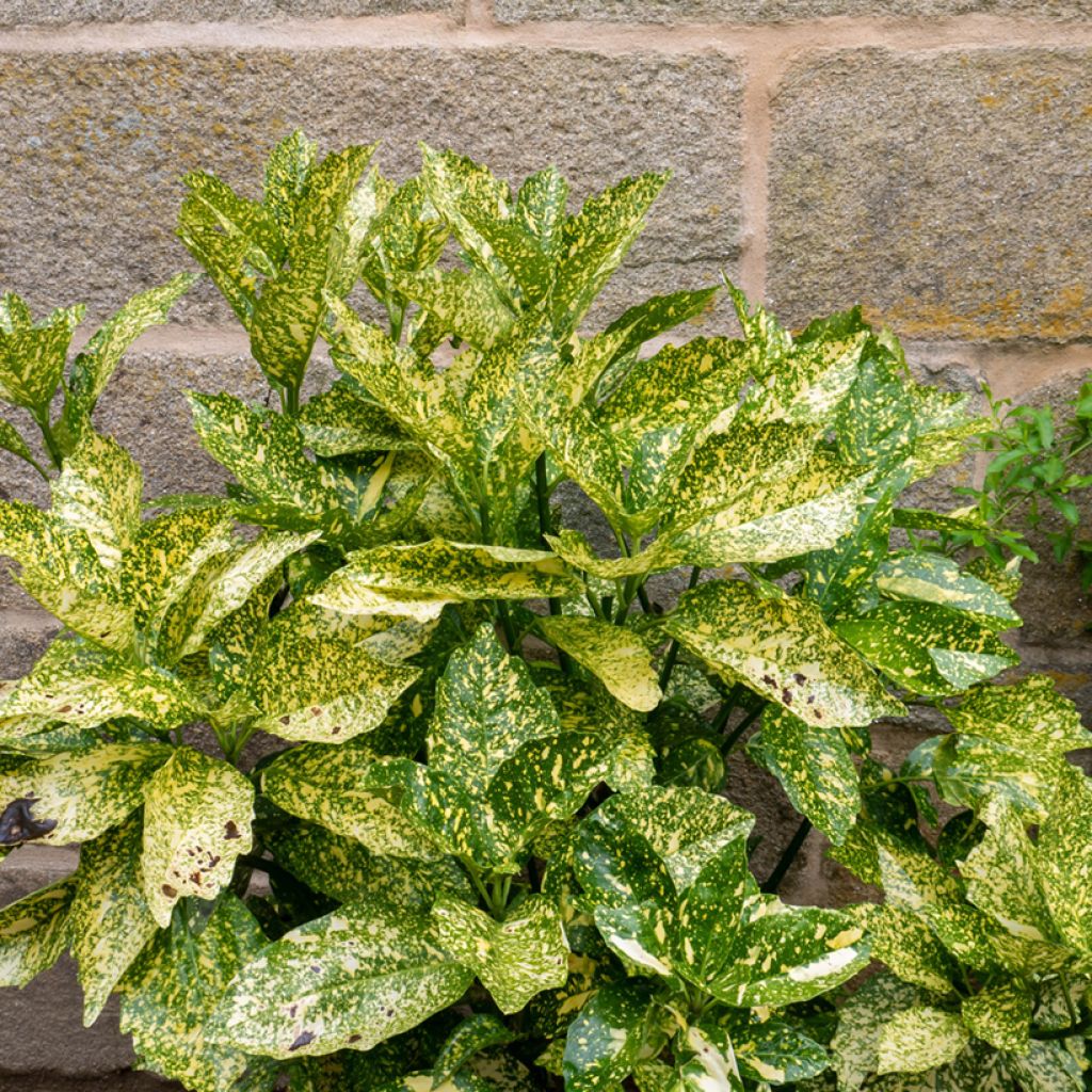 Aucuba japonica Golden King- Spotted Laurel