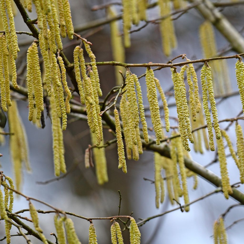 Alnus glutinosa