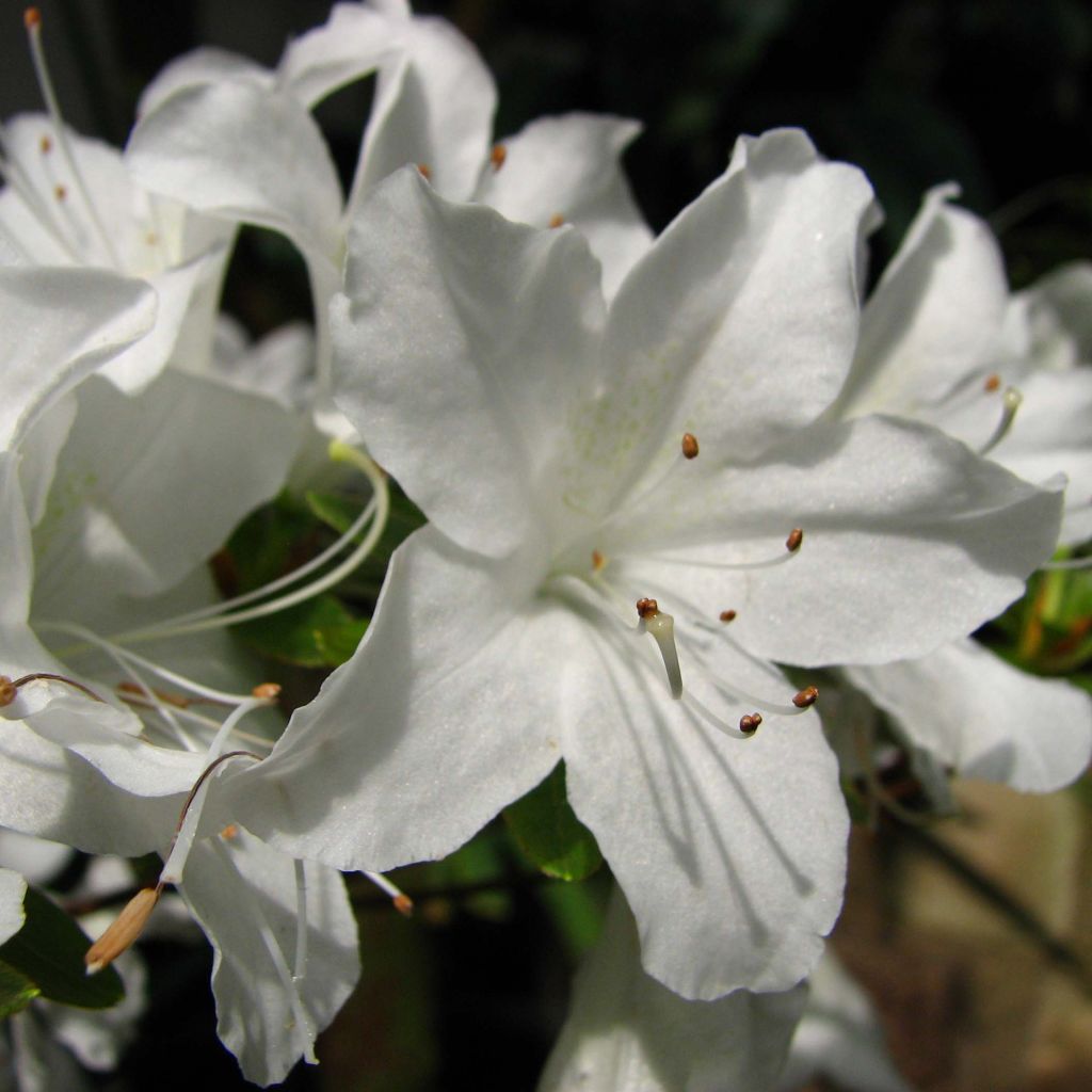 Japanese Azalea Palestrina