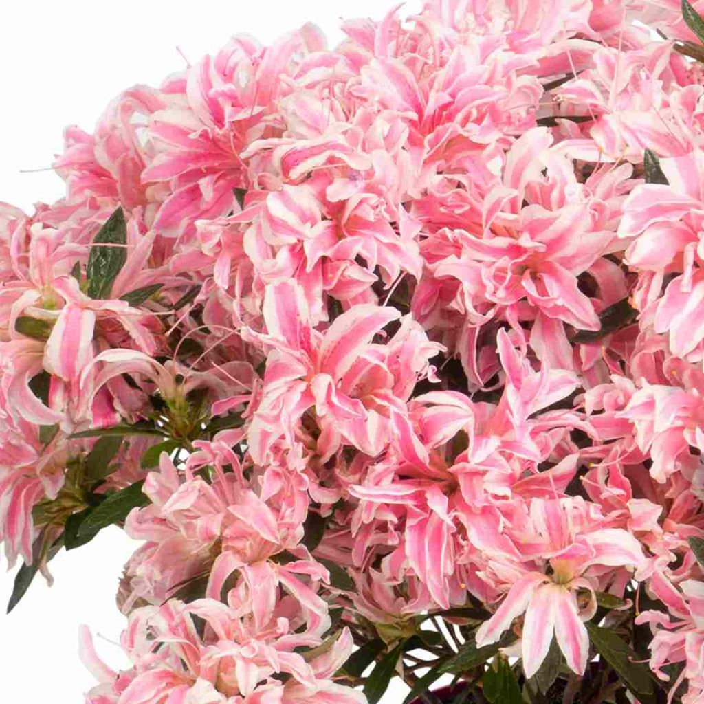 Rhododendron Pink Spider - Japanese Azalea