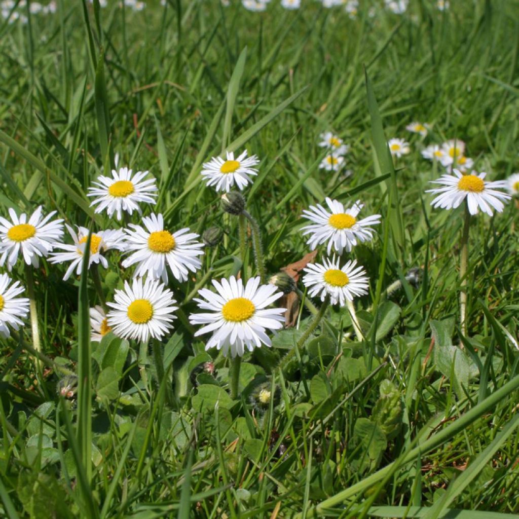 Bellis perennis - Common Daisy