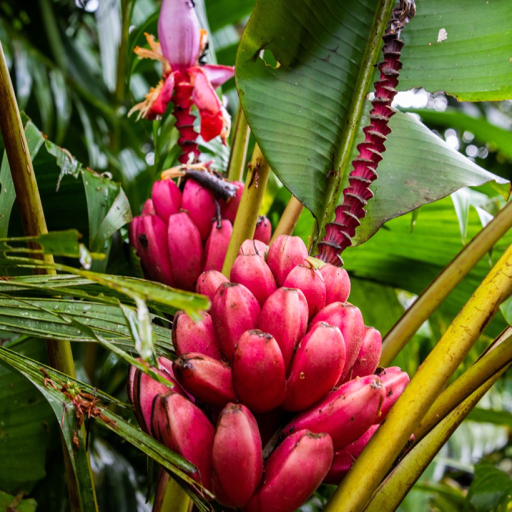 Musa velutina - Banana