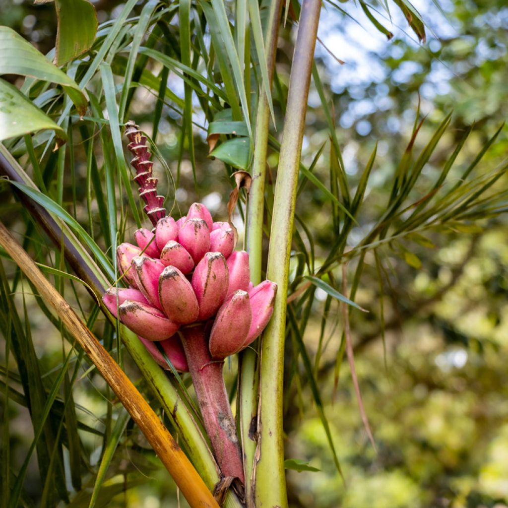 Musa velutina - Banana