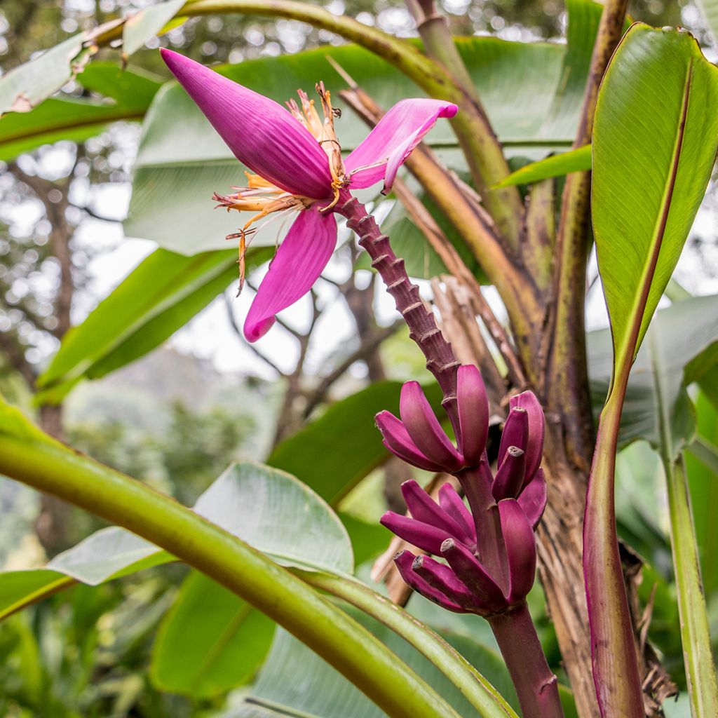 Musa acuminata Red Dacca'