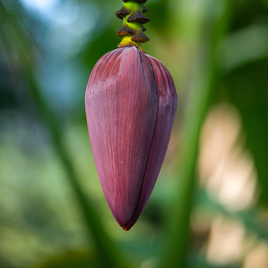 Musa acuminata Red Dacca'