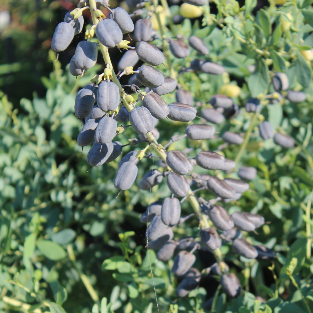 Baptisia alba var. macrophylla - White False Indigo