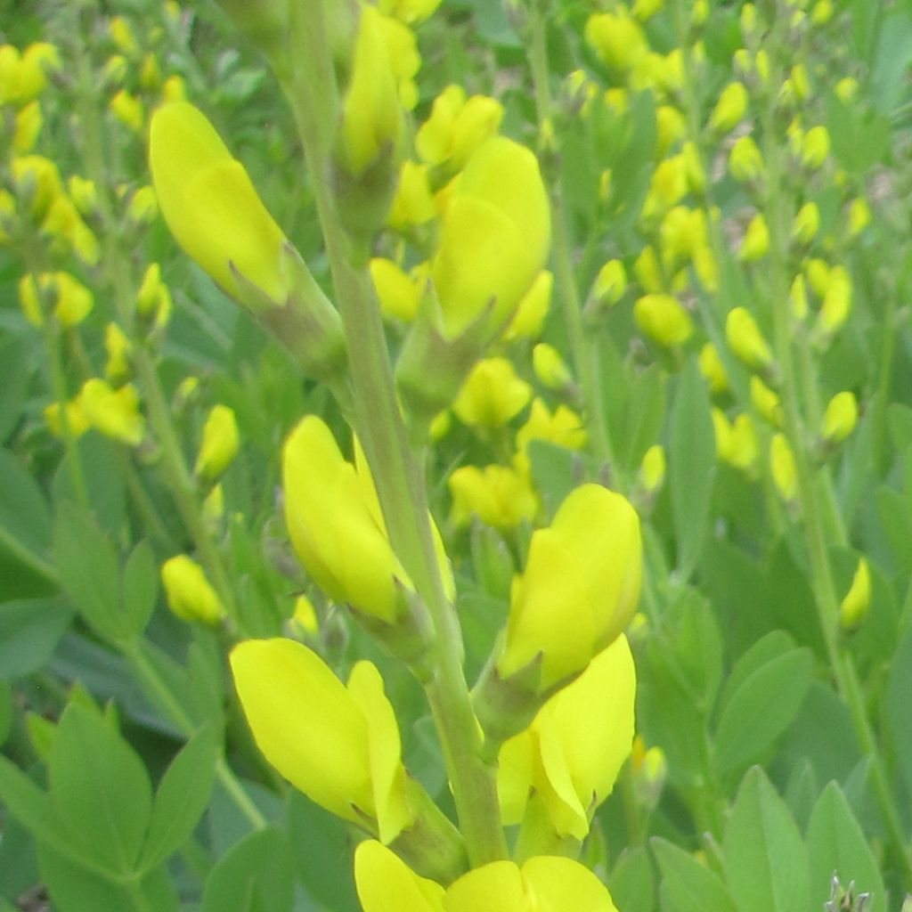 Baptisia tinctoria - False Indigo