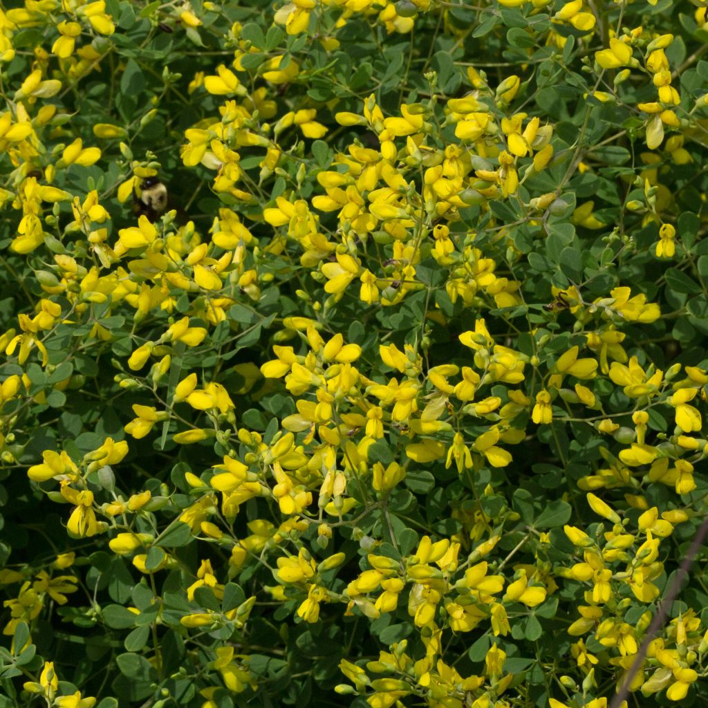 Baptisia tinctoria - False Indigo