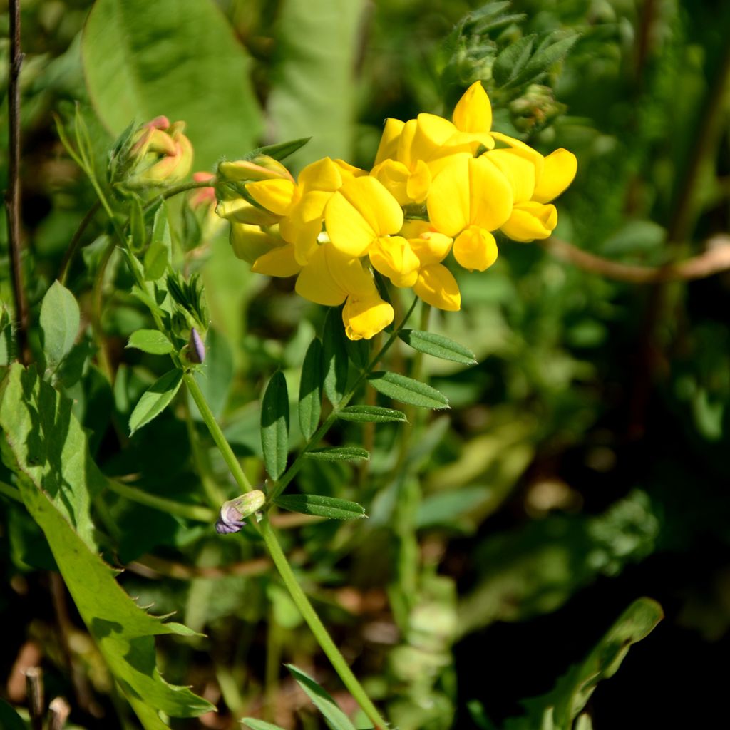 Baptisia tinctoria - False Indigo