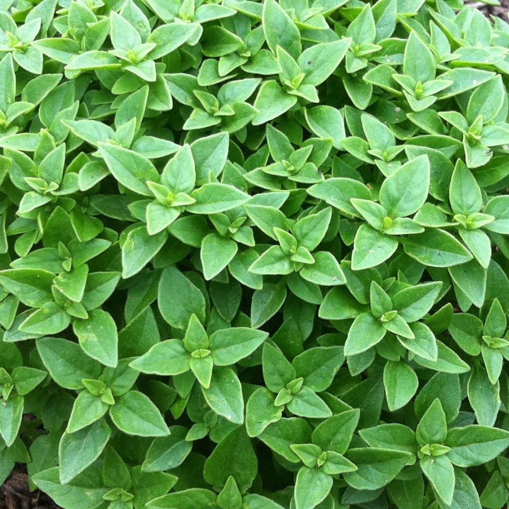 Pistou Basil - Ocimum basilicum