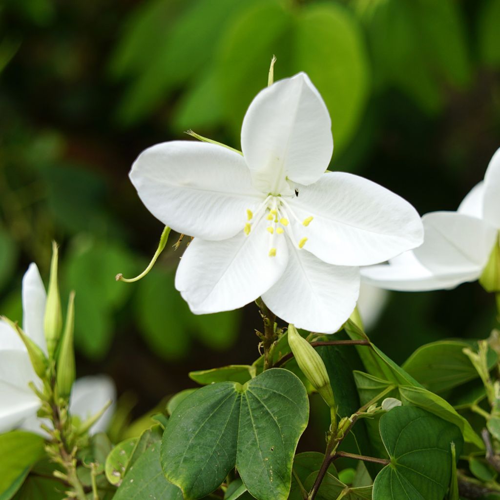 Bauhinia acuminata - Arbre à orchidées blanches