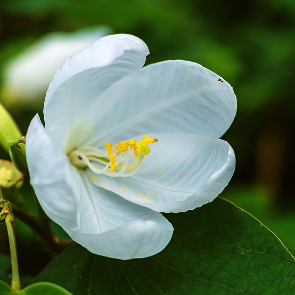 Bauhinia acuminata - Arbre à orchidées blanches