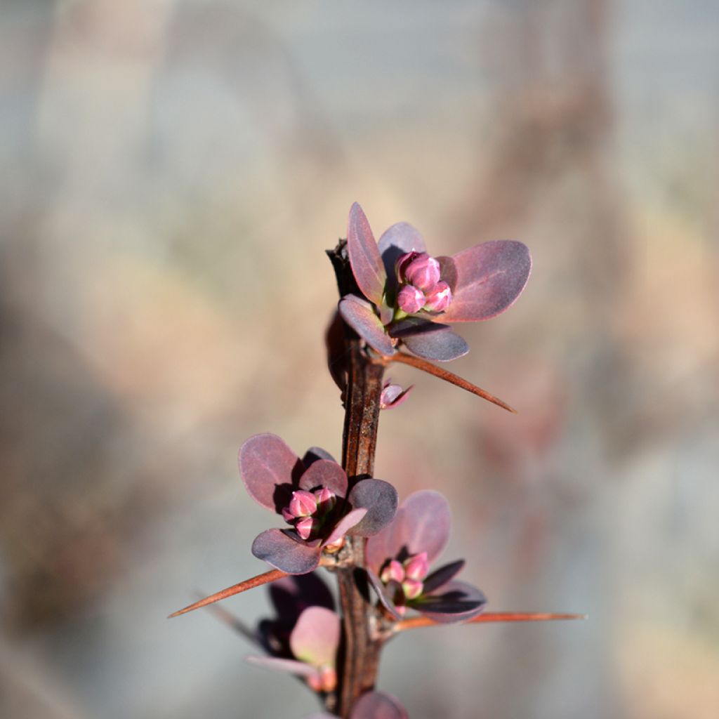 Berberis thunbergii Red Rocket - Barberry